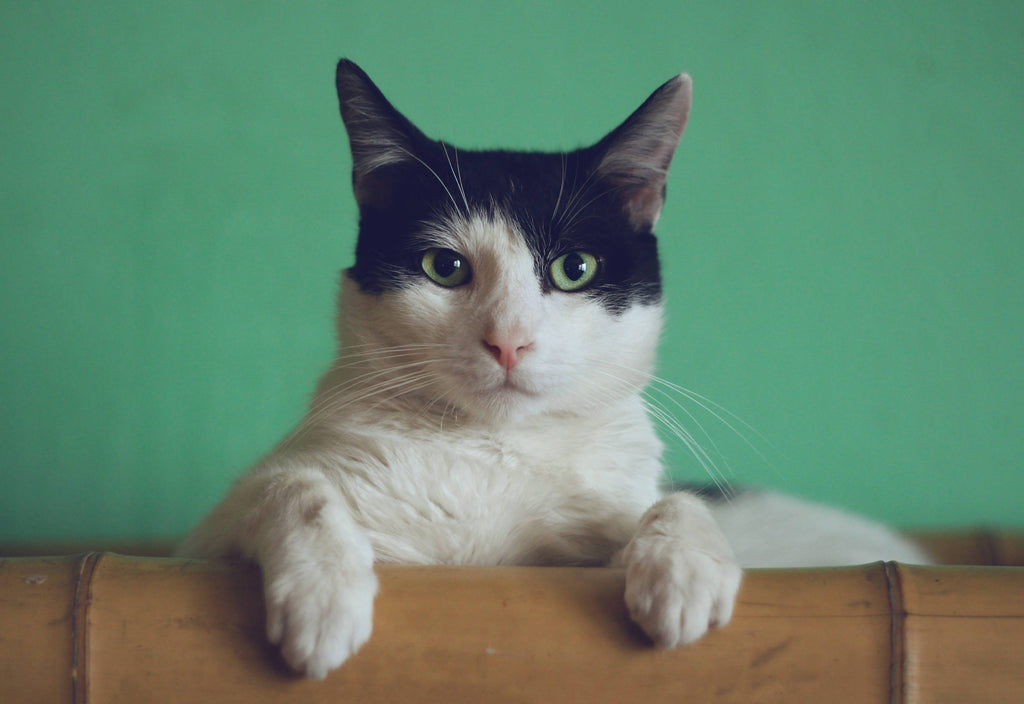 13 Things You’re Doing To Make Your Cat Hate You.